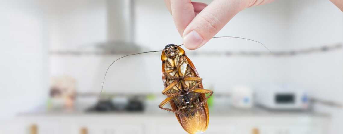 kitchen pest control services in qatar